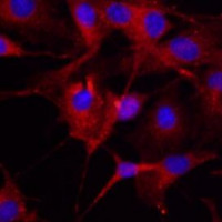 大鼠骨髓内皮祖细胞（Rat Endothelial Prog
