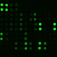 美国RayBiotech抗体芯片时代，高通量筛选工具冰点促销