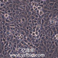 UMR-106大鼠骨肉瘤细胞