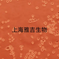 人舌鳞状细胞癌BICR16/GFP (带绿色荧光)ATCC