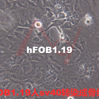 hFOB 1.19[hFOB1.19; hFOB]人SV40