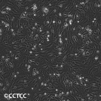非洲绿猴肾细胞(BS-C-1)（国家细胞资源库供应）CCTC