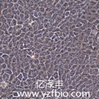 HACAT人永生化表皮细胞
