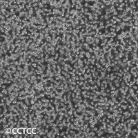 人T淋巴瘤细胞(H9)（国家细胞资源库供应）CCTCC直发
