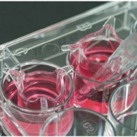 蛋白预包被产品Collagen Type I CELLCOA