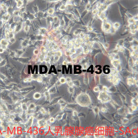 MDA-MB-436【MDA MB 436; MDA-Mb-