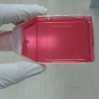 V79中国仓鼠肺细胞