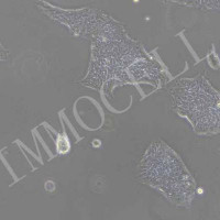 hiPSC-CAS9细胞株