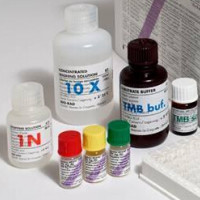 AddexBio细胞株SU-DHL-6 cells