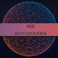 人脐带间充质干细胞（具修复作用的干细胞）