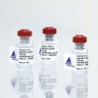 Human IL-2 IS