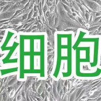 MHYPOE-N43/5[N43/5]胚胎小鼠下丘脑细胞系