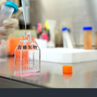 VSC4.1细胞；大鼠脊髓前角运动神经元瘤细胞