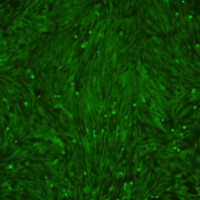 出售GFP-BMSC, GFP-ADSC