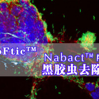 Nabact™ Rid（黑胶虫去除剂）