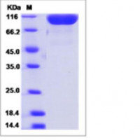 Recombinant Mouse DPP-4/CD26/D