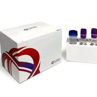 Quick-Endothelium™ Vascular -