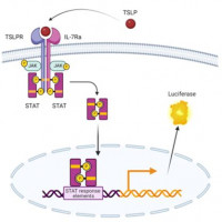 TSLP Responsive Luciferase Rep