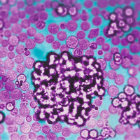 人T细胞活化/扩增试剂盒 T Cell Activation