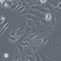 143B-LUC（人骨肉瘤细胞-荧光素酶标记）