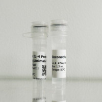 重组小鼠白介素-1β（IL-1β）