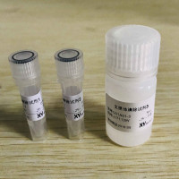 人支原体清除试剂