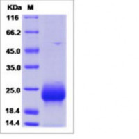 Recombinant Human FSH Beta Pro