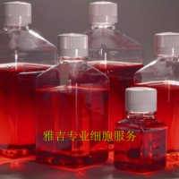 小鼠小肠固有层成纤维原代细胞