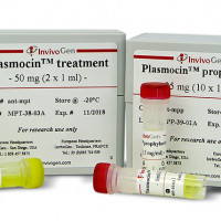 Plasmocin™ treatment