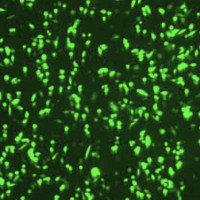 CHOK1 -FSHR-GFP，促卵泡激素受体CHOK1细胞