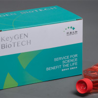 LLC-PK1 猪肾上皮细胞 KGG1202-1