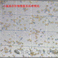 鼠原代肝脏细胞