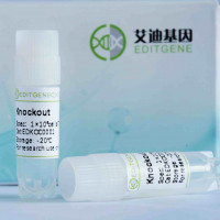 TUFT1基因敲除细胞(HEK293)