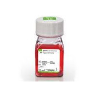 Gibco胰蛋白酶-EDTA (0.25%)，含酚红 货号: