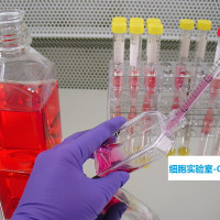RBMVEC；大鼠脑微血管内皮细胞