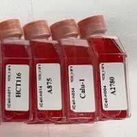 重组人白介素-13 (C-6His)