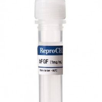 Human Recombinant FGF-2