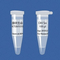 DH 5α感受态