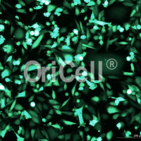 LUC/RFP/GFP荧光标记细胞系