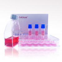 人甲状腺导管癌细胞 TT T25/瓶 CLH1309
