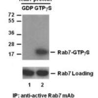 Rab7  Activation Assay Kit
