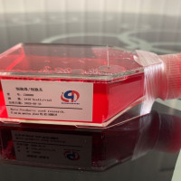 NB4急性早幼粒细胞白血病细胞
