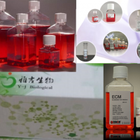 T淋巴原代细胞