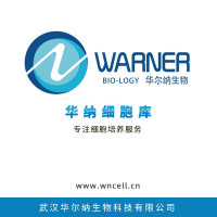AC16人心肌细胞