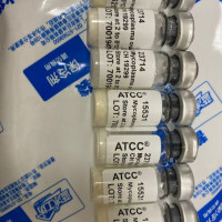 ATCC X22细胞