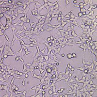 人胚肾细胞(HEK 293-Cas9)