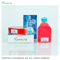 Calu-6[CaLu-6; CALU-6; Calu.6;