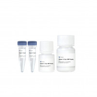 DNase I (1 U/μl, GMP Grade)