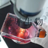 HPDEC Cells;人正常胰腺导管上皮扩增细胞|STR鉴