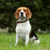 狗血清 | 犬血清 | 比格犬血清 | Dog Serum
